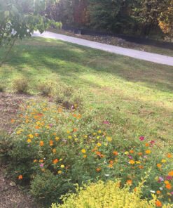 2,000 Seeds of Sulphur Cosmos, Bright Lights Mix by Seeds2Go 28 81Fd3NYyfdL
