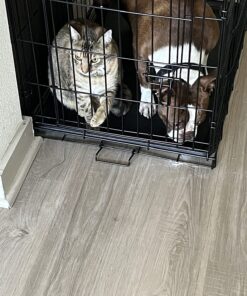 Solid Gold SeaMeal Multivitamin for Cats & Dogs - Kelp Powder Cat & Dog Supplement - Omega 3 & Digestive Enzymes for Skin & Coat, Gut + Immune Support - 1 LB 45 81Fihh1WOpL 1