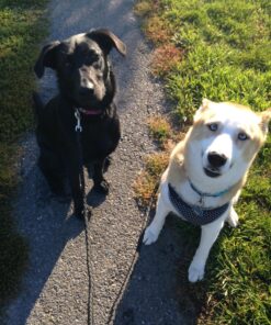 Dual Dog Leash - Double Dog Leash for Two Dogs - Tangle Free - Heavy Duty Double Ended Tandem Leash with Padded Handle for Small Medium or Large Dogs Black 36 81FoOkxhokL