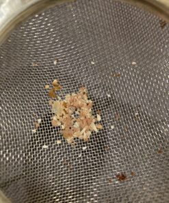 Instinct Limited Ingredient Diet Grain Free Real Rabbit Recipe Natural Wet Canned Cat Food, 3 oz. Cans (Case of 24) 3 Ounce (Pack of 24) 44 81Fog5ma5sL