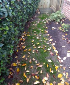 Jonathan Green (10622) Black Beauty Dense Shade Grass Seed - Cool Season Lawn Seed (1 lb) 1 lb 29 81Fti4hKTGL