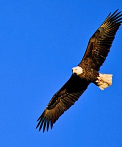 Nikon 70-300 mm f/4-5.6G Zoom Lens with Auto Focus for Nikon DSLR Cameras 33 81Fuf1WNDLL