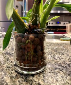 Expanded Clay Pebbles LECA Grow Media for Plants, Orchids, DWC Hydroponics, Aquaponics, Aquaculture Garden Soil Additive Conditioner Amendment Ceramsite Aggregate Cz Garden 2 LBS Cz Expanded Clay Pebbles 51 81Fv5gkJDDL