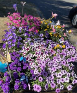 Scotts Super Bloom Water Soluble Plant Food, 2 lb - NPK 12-55-6 - Fertilizer for Outdoor Flowers, Fruiting Plants, Containers and Bed Areas - Feeds Plants Instantly 58 81G UAbeYxL