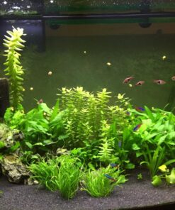 Seachem Flourish Potassium 500ml One size 29 81G26fChDmL