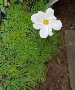Cosmos Seeds Wildflower Mixture - Bulk 1 Ounce Packet - Over 5,000 Seeds - Pink, Yellow, Orange, Red, Purple and White Mixed Species! 1 Ounce Pouch 46 81G95hY35CL