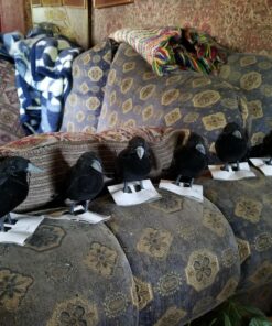PREXTEX 6pcs Black-Feathered Small Crows Halloween Decorations | Outdoor&Indoor Decor | Fake Bird, Halloween Birds, Scary Ravens, Decorative Crows, Raven | Home, Fence, Porch, Tree, Party Decoration 41 81GDyQc5UJL