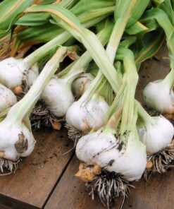 Japanese Garlic//Ajo Japones (100% Natural!!) 250 pieces 11 81GECmsKLfL