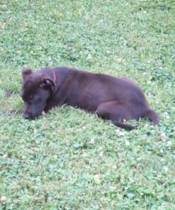 Activate II Flea and Tick Prevention for Dogs | 4 Count | Extra Large Dogs 55+ lbs | Topical Drops | 4 Months Flea Treatment 38 81GFp85Q1L