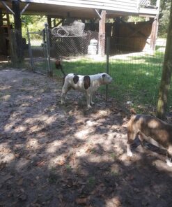 CheckUp Kit at Home Wellness Test for Dogs | Telescopic Pole, Detachable Cup & 2 Test Strips | Detects 4 Most Common Pet Health Indicators - Glucose, Protein, pH and Blood in Urine | 2 Strips 4 Parameters Strips 19 81GGEIDjFL