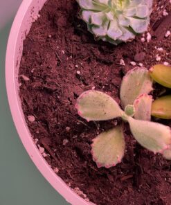 Espoma Organic Cactus Potting Soil Mix, Natural & Organic Soil for Cactus, Succulent, Palm, and Citrus grown in containers both indoors and outdoors, 4 qt, Pack of 1 4 Quart 38 81GJ2fFdZHL