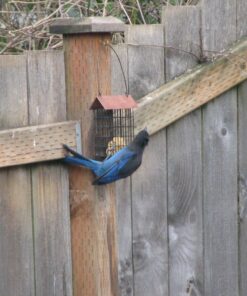 C&S Peanut Delight No Melt Suet Dough, 12/pack 11.75 Ounces Peanut 12-Pack 39 81GN na YCL 1