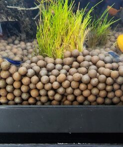 Blue Velvet Shrimp - Live Shrimp for Freshwater Aquariums or Tanks - Live Arrival Guarantee (10 Shrimp) 10 Shrimp 47 81GREN6MLRL