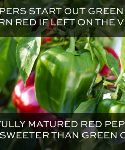 Alternative view of Bell Pepper Seeds for Planting - California Wonder - Heirloom Non-GMO Pepper Seeds for Planting - 100 Seeds - Sweet Pepper Matures from Green to Red by RDR Seeds