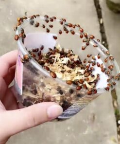 Bazos 1500 Live Ladybugs - Good Bugs - Ladybugs - Ladybugs for Garden - Guaranteed Live Delivery (1500) 24 81GSPUVzYPL