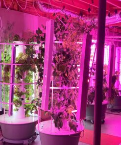 1500 Live Ladybugs - Good Bugs - Ladybugs - Guaranteed Live Delivery! 23 81GT4cg1uAL