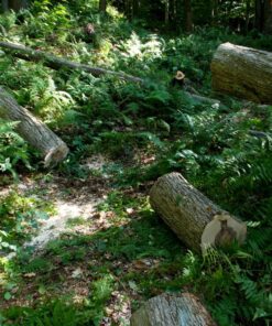 Greenworks 40V 16" Brushless Cordless Chainsaw (Great For Tree Felling, Limbing, Pruning, and Firewood / 75+ Compatible Tools), 4.0Ah Battery and Charger Included 16" (4.0Ah) Gen 1 63 81GTwn9yAeL