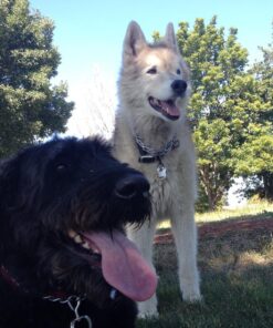 Otto Step Pet Ramp Step Helps Dogs Get in & Out of Car Van SUV | Portable Lightweight Dog Ramp | Simply Slide into 2 inch Trailer Hitch Receiver | No Tools Needed | Essential Pet Gear | Made in USA 45 81GUWmr 6AL