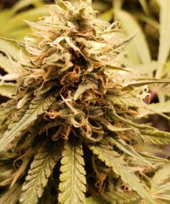 General Hydroponics FloraNectar FruitnFusion, Sweetener, 0-0-1, 1 qt., White 33 81GVmBXG0fL