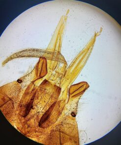 Celestron – NexYZ – 3–Axis Universal Smartphone Adapter for Telescope – Digiscoping Smartphone Adapter – Capture Images and Video Through Your Telescope or Spotting Scope NeXYZ 3-Axis Smartphone Adapter 41 81GgeY7DhqL