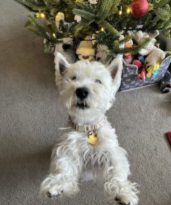 CESAR Adult Wet Dog Food Classic Loaf in Sauce Poultry Variety Pack,. Easy Peel Trays with Real Chicken, Turkey or Duck, 3.5 Ounce (Pack of 24) 3.5 Ounce (Pack of 24) multi 28 81Gm2lxDOL