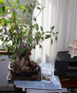 Dyna-Gro BON-008 8 oz Bonsai-Pro Liquid Plant Food, Yellow 28 81GoaDPR7kL