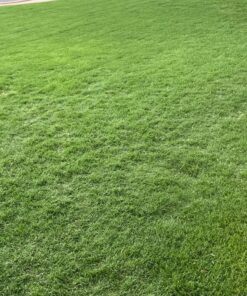 Scotts Turf Builder WinterGuard Fall Lawn Fertilizer for All Grass Types, 5,000 sq. ft., 12.5 lbs. 5,000 sq. ft. 49 81GtOWWtTqL