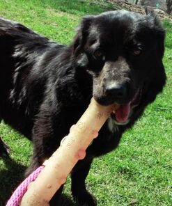 KONG - Squeezz Stick - Strong Squeaky Dog Toy, Squeaks even if punctured - For Large Dogs (Assorted Colors) 35 81GuIy41WwL