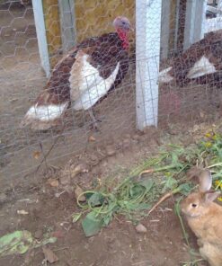 Kaytee All Natural Timothy Hay for Guinea Pigs, Rabbits & Other Small Animals, 6 Pound 6 Pound (Pack of 1) 42 81H0Ig4FMAL