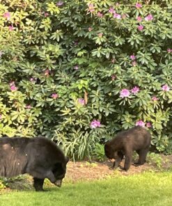 Terro 1806 Outdoor Liquid Ant Baits, 1.0 fl. oz. - 6 count 39 81H6Sxe47nL