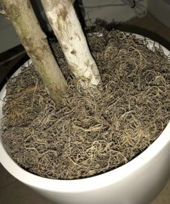 Luster Leaf Spanish Moss-350 Cubic Inches 1220, 350 cuin 350 cuin. 9 81H7kR cmeL