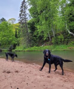 Purina Pro Plan Sensitive Skin and Stomach Dog Food Salmon and Rice Formula - 30 lb. Bag Salmon & Rice 30.00 Pound (Pack of 1) 30 81HC6NtBAIL