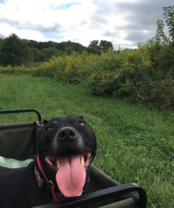 Mac Sports Folding Steel Frame Garden Utility Wagon Cart, Green (for Parts) 49 81HGJrGDN2L