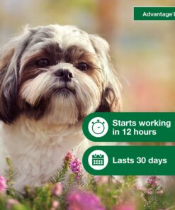 Advantage II Small Dog Vet-Recommended Flea Treatment & Prevention | Dogs 3-10 lbs. | 6-Month Supply 17 81HH0SmAlkL