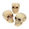 Fun Express Small Skulls for Halloween - Set of 3 - Use for Shrunken Heads and Scary Home Decor 36 81HKNmuTPJL