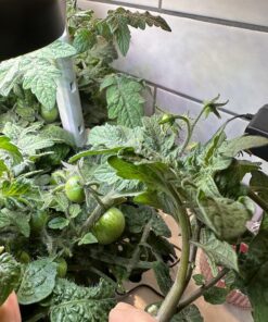 AeroGarden Red Heirloom Cherry Tomato Seed Pod Kit for AeroGarden Hydroponic Indoor Garden, 6-Pod 36 81HLyybWjKL