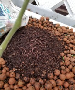 Uncle Jim's Worm Farm 2000 Count Red Wiggler Worms 28 81HMpiOlOJL