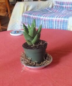 3 Different Aloe Plants - Easy to Grow/Hard to Kill! - 3" Pots 23 81HQB8ODW2L