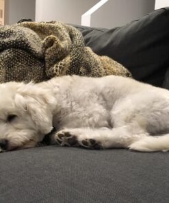 earthbath, Hypo-Allergenic Grooming Wipes – Fragrance Free Dog Wipes for Paws and Butt, Pet Wipes for Dogs with Sensitive Skin, Made in USA, Cruelty-Free Dog Cleaning Wipes – 100 Count (1 Pack) 23 81HUcs 7nwL