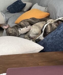 NaturVet Quiet Moments Calming Aid Plus Melatonin 180 Soft Chews 13.9OZ 23 81HfH2teO3L