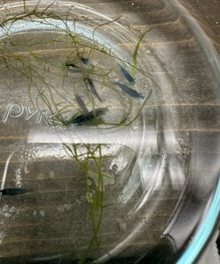 Blue Velvet Shrimp - Live Shrimp for Freshwater Aquariums or Tanks - Live Arrival Guarantee (10 Shrimp) 10 Shrimp 36 81HkuNwKNL