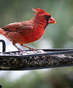 VILTROX EF-EOS M2 Speed Booster 0.71x Canon EF Lens to EF-M Mount Speedbooster for Canon m50 ii m6 ii m200 m50 m6 m5 EF to EOS M (speedbooster) 55 81HoQsofHUL