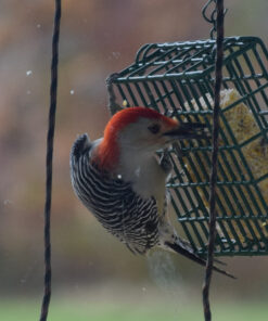 Wildlife Sciences High Energy Suet Cake 10 Pack 37 81Ht0eOXKtL