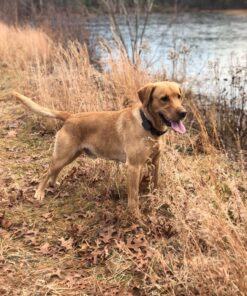 Whistle 3 / GPS Pet Tracker & Activity Monitor / Grey 52 81HtpWefL