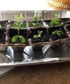 Seed Needs, Swamp Milkweed Seed Packet Collection (2 Varieties of Asclepias for Planting and Attracting Monarch Butterflies) Heirloom, Untreated & Open Pollinated 40 81HvMnGjyNL