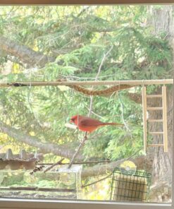 Window Bird Feeder with Strong Suction Cups, Clear Window Bird Feeders for Outside - Transparent Bird House, Balcony Glass Mount, Acrylic Cat, Kids & Elderly Viewing Clear Bird Feeder for Window Perch Large Ranch 55 81HzAinQjiL