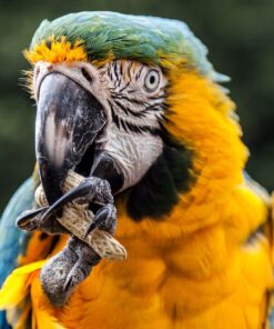 Wakefield Extra Large Virginia Peanuts for Animals, 25 LBS Peanut 25 Pound (Pack of 1) 25 81I BUBEOvL