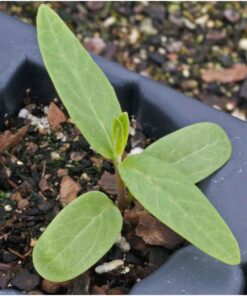 Seed Needs, Pink Swamp Milkweed Seeds for Planting (Asclepias incarnata) Heirloom, Open Pollinated & Untreated, Attracts Monarch Butterflies (2 Packs) 2 Packs (200 Seeds) 23 81I0ubOpcsL 1