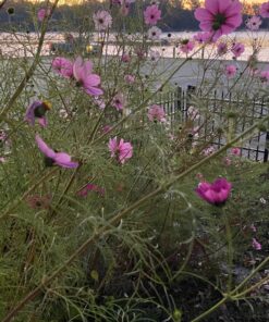 Seed Needs, Large 2.1 Ounce Package of 7,000+ Crazy Mix Cosmos Seed Mixture for Planting (Cosmos Bipinnatus Butterfly Attracting Cosmos Mixture) 10+ Varieties Open Pollinated - Bulk Large Pack (7,000 Seeds) 34 81I1Fn2EgoL