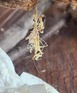 Praying Mantis (5) Egg Cases with Habitat Cup- 5 Egg Cases & 1,500 Live Ladybugs 44 81I3jHwqbmL 2